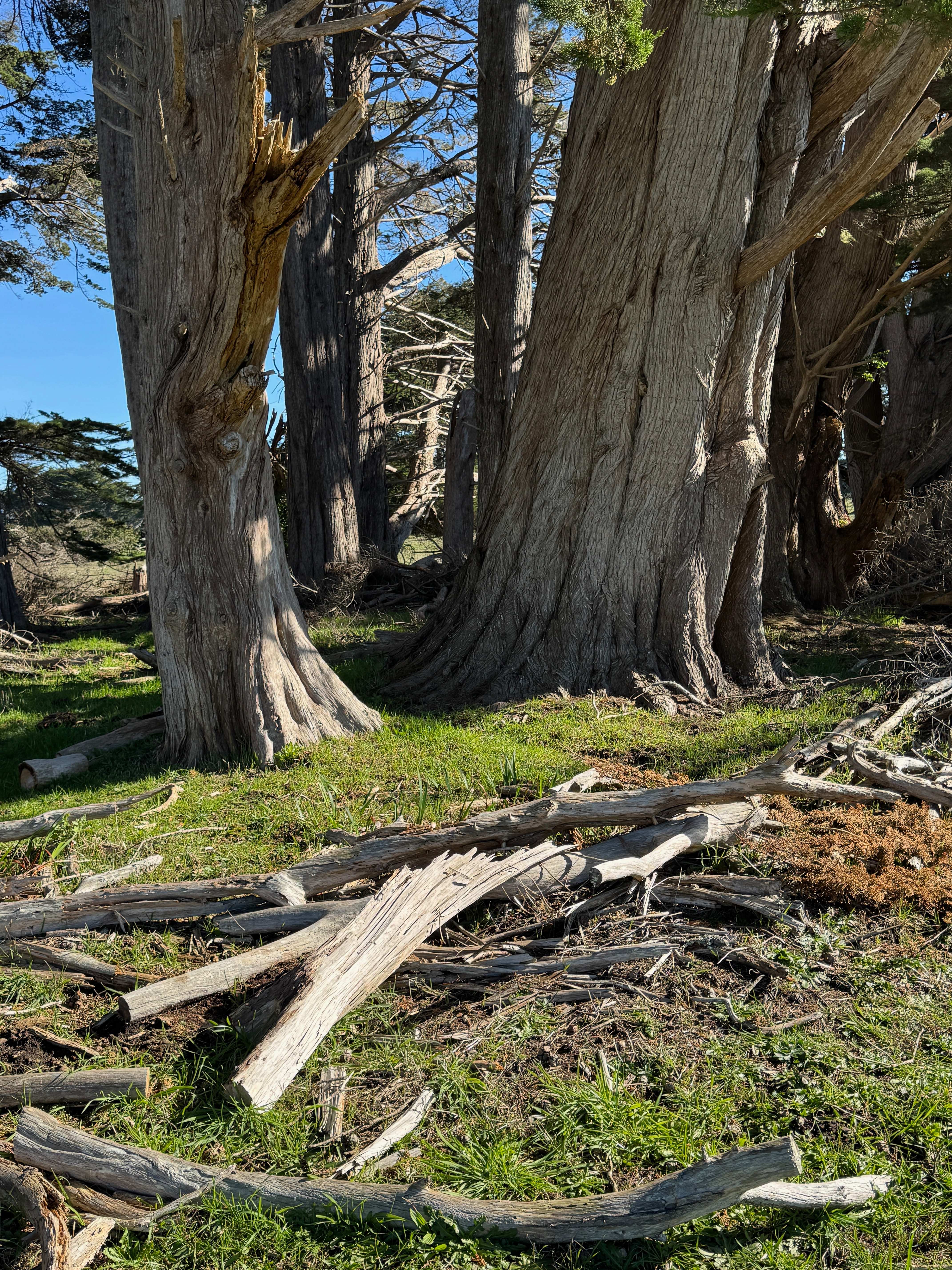 The Cypress Patch on Stornetta Bluffs — ancient cypress trees with fallen branches on green grass