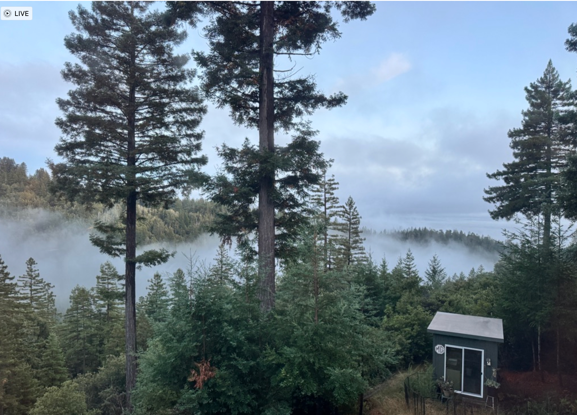 Mist drifting through redwoods above a small cabin on the Northern California coast