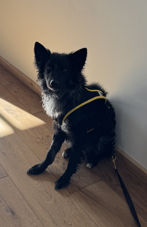 ruf? draft, a black dog in a yellow harness, sitting in a patch of sunlight and watching the room