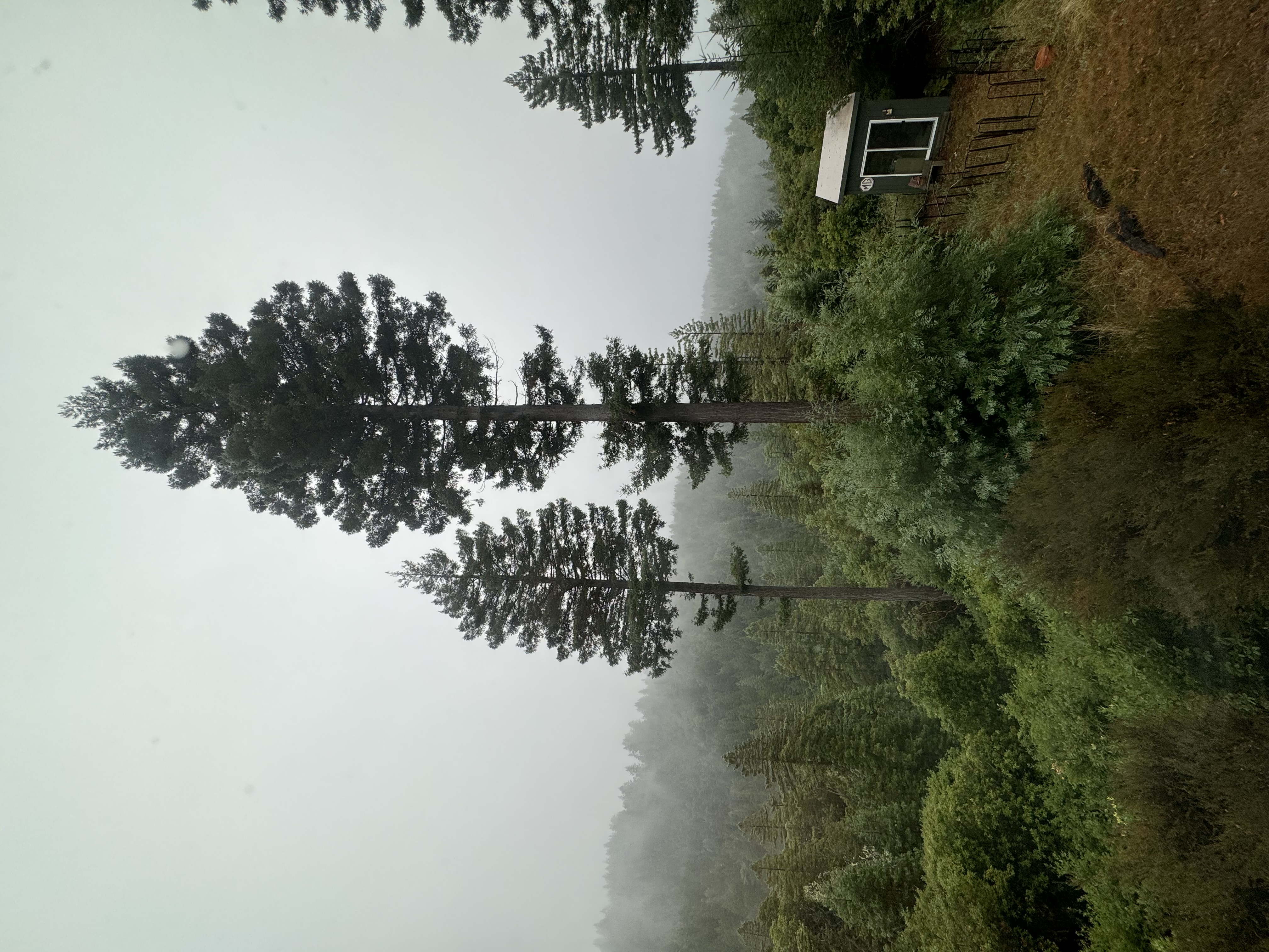 Two tall trees rising through coastal mist on the Mendonoma Coast